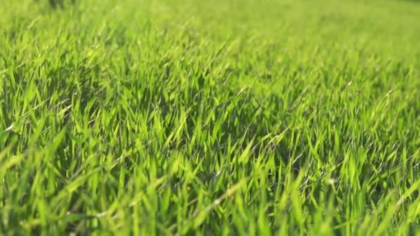 Güneşli Bir Günde Çayır Üzerinde Büyüyen Yeşil Çimlerin Resimsel Görüntüsü — Stok video