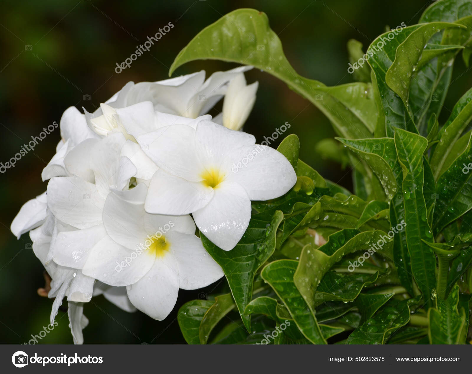 Close up of jasmine flower, beautiful jasmine white flowers Stock
