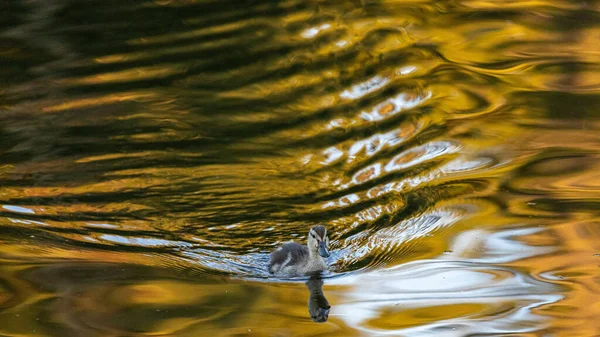 Duck Peacefully Swimming Golden Water — Stock Photo, Image