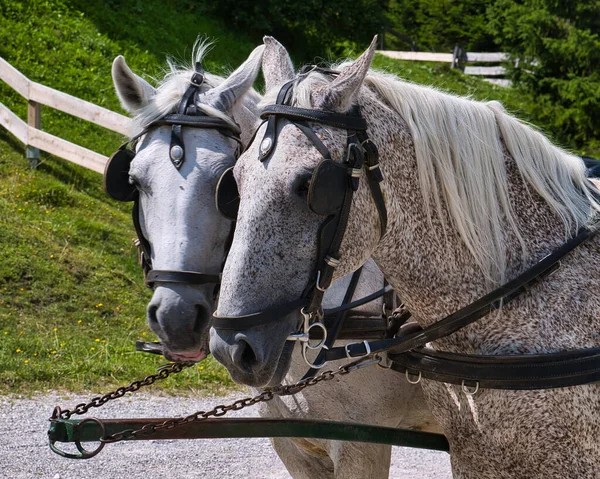 Close Cavalos Brancos Livre Seefeld Áustria — Fotografia de Stock