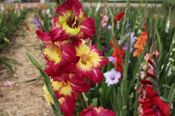 Primer Plano Flores Florecientes Gladiolo Rojo Amarillo Prado —  Fotos de Stock