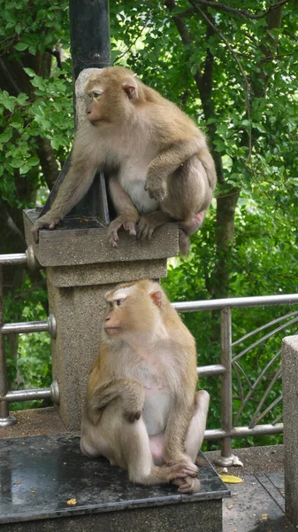Nahaufnahme Von Zwei Japanischen Makaken Oder Schneeaffen Zoo — Stockfoto