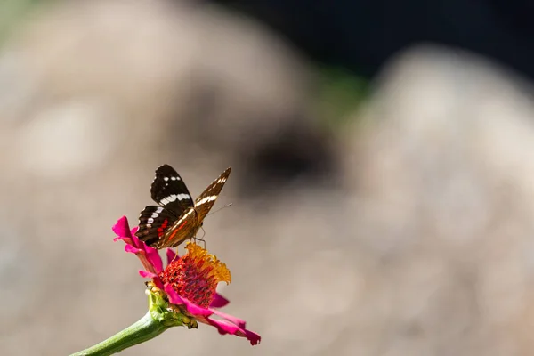 Gros Plan Beau Papillon Sur Une Fleur Rose Dans Jardin — Photo