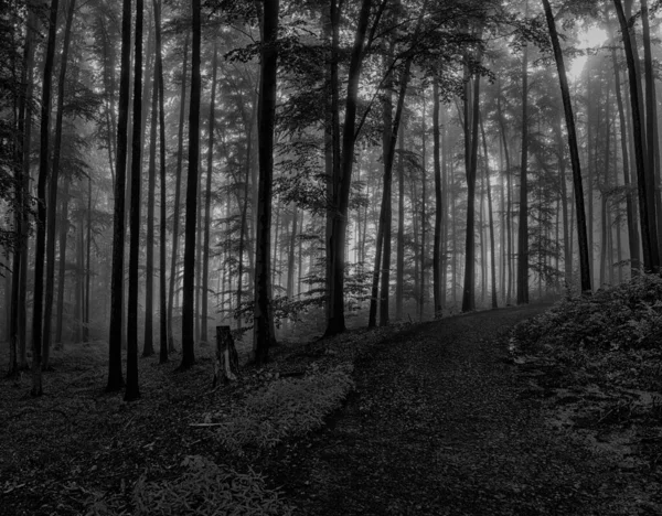 Een Zwart Wit Shot Van Een Rijweg Die Door Het — Stockfoto