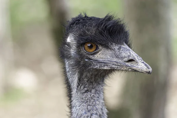Portret Emu Zewnątrz Świetle Dziennym — Zdjęcie stockowe
