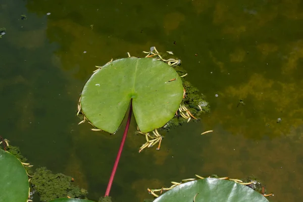 Uma Folha Planta Superfície Água — Fotografia de Stock