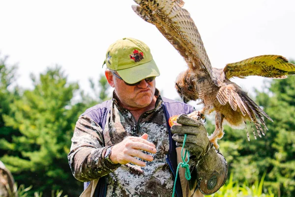 Simcoe Canada Jul 2021 Professionell Fågelhanterare Tränar Stor Hornuggla — Stockfoto