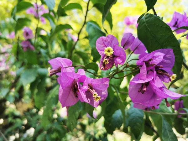 Primer Plano Flores Rosadas Jardín Santiago Compostela España — Foto de Stock