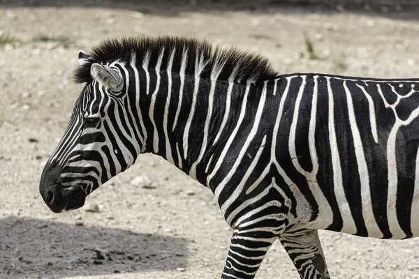 Zbliżenie Zebry Zewnątrz Ogrodzie Zoologicznym Dzień — Zdjęcie stockowe