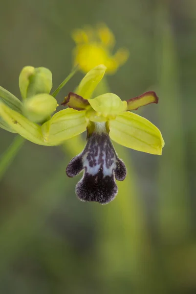 Gros Plan Vertical Fleurs Orchidée Abeille Sombre Floraison — Photo