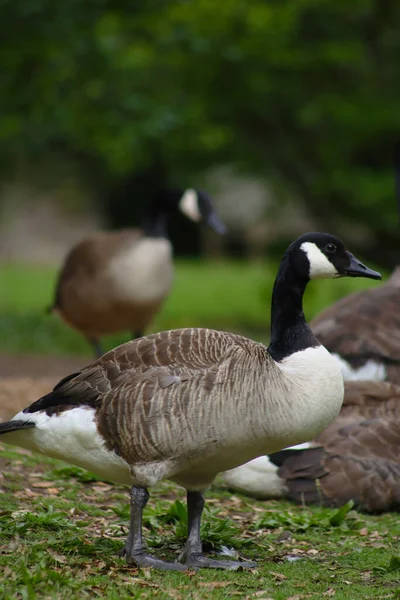 Der Große Vogel Steht Auf Dem Gras Mit Dem Verschwommenen — Stockfoto