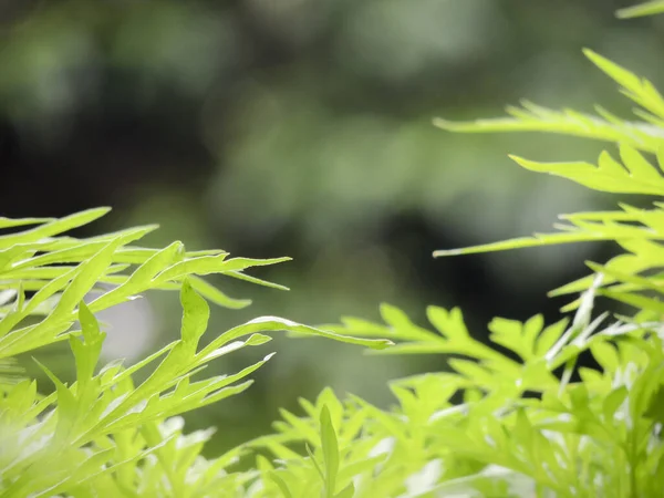 Enfoque Selectivo Las Hojas Verdes Bosque — Foto de Stock