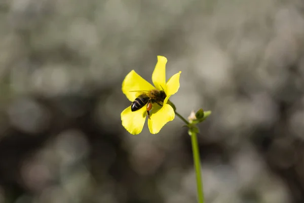 Eine Biene Auf Einer Schönen Gelben Blume — Stockfoto