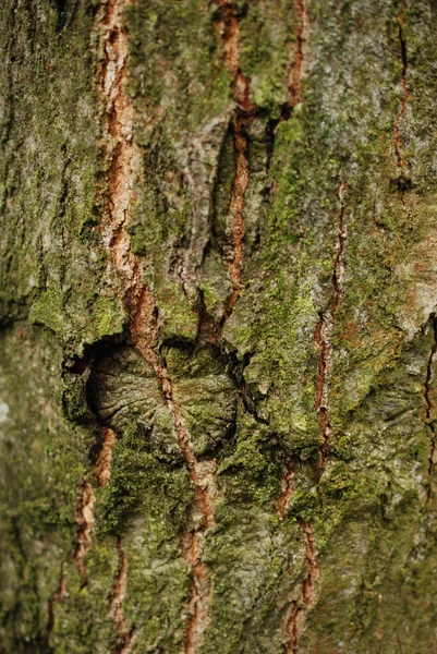 Tiro Vertical Uma Casca Árvore Musgosa — Fotografia de Stock