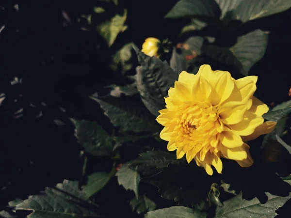 Ένα Κοντινό Πλάνο Ενός Κήπου Γεμάτου Κίτρινα Λουλούδια Στο Santiago — Φωτογραφία Αρχείου