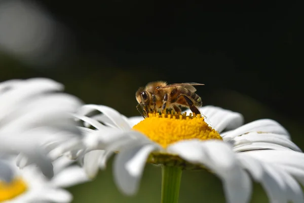 Primer Plano Una Abeja Recogiendo Polen Una Margarita Campo Bajo — Foto de Stock