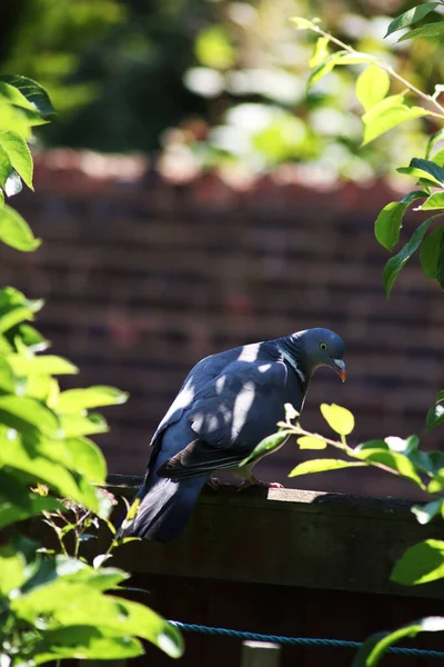 Liten Fågel Sitter Gren Med Väggen Backgrou — Stockfoto