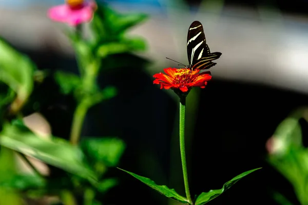 Primer Plano Una Hermosa Mariposa Cebra Longwing Una Flor Jardín — Foto de Stock