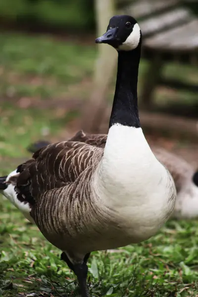 Gran Pájaro Pie Sobre Hierba Con Fondo Borroso —  Fotos de Stock