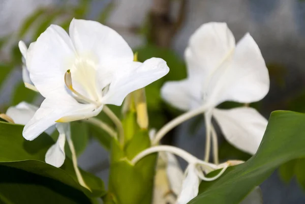 Flor Branca Muito Aromática Hedychium Coronarium Chamada Borboleta — Fotografia de Stock