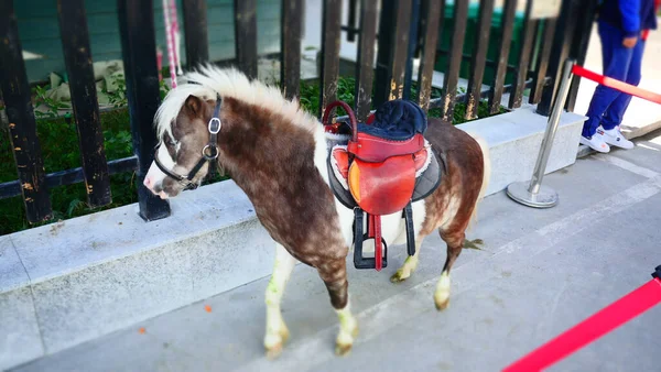 Primer Plano Hermoso Pony Marrón Parque — Foto de Stock