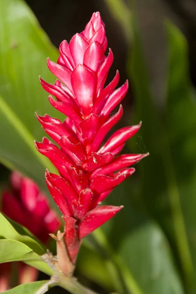 Tropiska Uteplatsväxter Röd Ingefära Alpinia Purpurata Centrala Ameri — Stockfoto