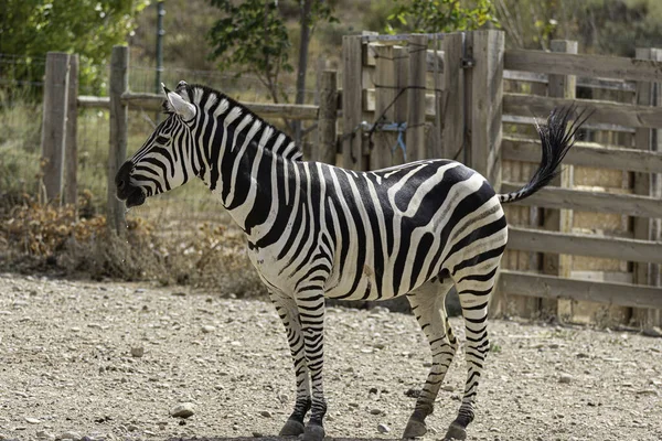 Close Uma Zebra Livre Zoológico Durante Dia — Fotografia de Stock