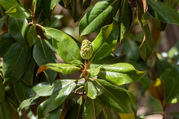 Magnolia Grandiflora Bloemknop Montjuic Adaptation Garden Barcelona Spanje — Stockfoto