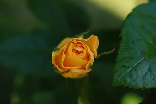 Closeup Shot Yellow Rosebud — Stock Photo, Image