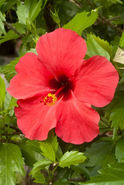 Tropical Bright Hibiscus Hibiscos Guatemala Central America — Stock Photo, Image