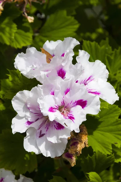 Větev Jarního Květu Růžovými Květy Jeřábů Pelargonium Hortorum Také Nazývané — Stock fotografie