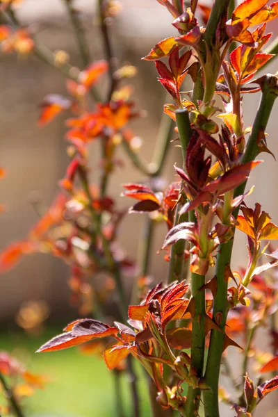 鋭いスパイクを持つバラの茎と葉の垂直閉鎖 — ストック写真