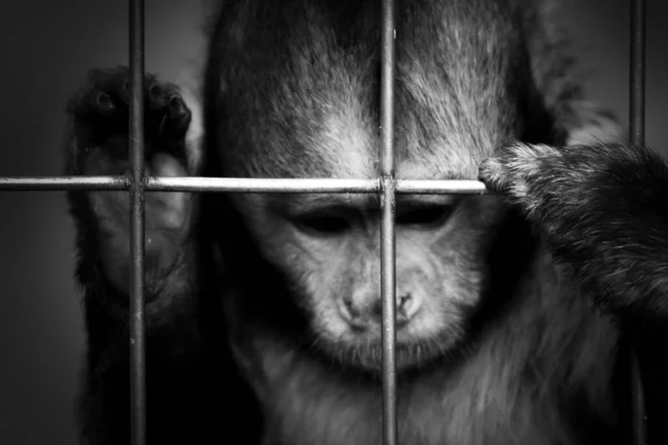 Graustufenaufnahme Eines Armen Affenbabys Das Den Käfig Hält — Stockfoto