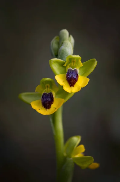 Gros Plan Vertical Fleurs Jaunes Florissantes Orchidée Abeille — Photo