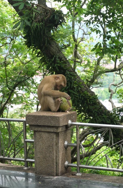 Tembakan Jarak Dekat Dari Monyet Jepang Atau Monyet Salju Kebun — Stok Foto