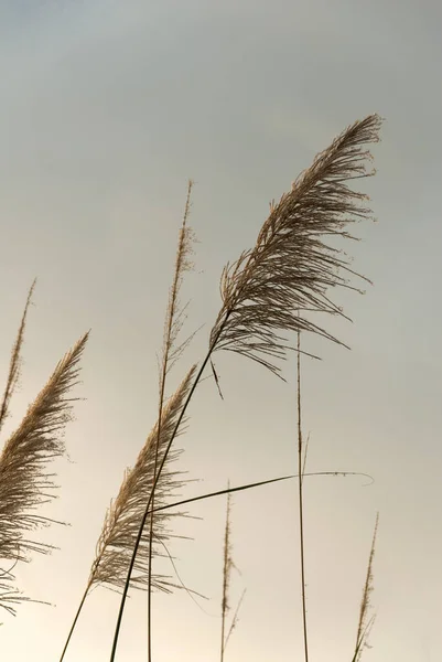 Tropikalne Kwiaty Trzciny Cukrowej Zachodzie Słońca Gwatemali Saccharum Officinarum — Zdjęcie stockowe