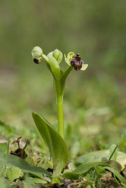 Gros Plan Vertical Fleurs Florissantes Orchidée Bourdon — Photo