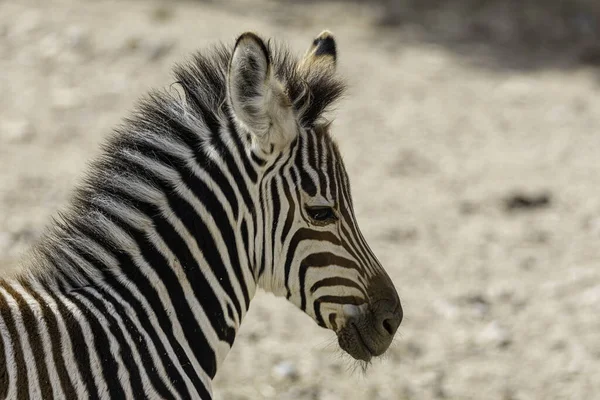 Close Uma Zebra Livre Zoológico Durante Dia — Fotografia de Stock