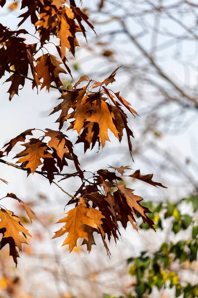 Pionowe Zbliżenie Jesiennych Liści — Zdjęcie stockowe
