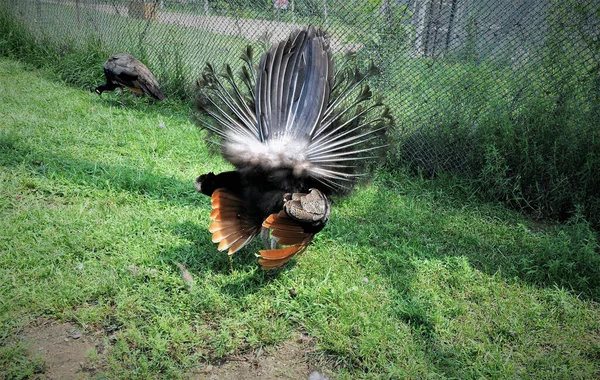 Gros Plan Élégant Paon Dans Zoo — Photo