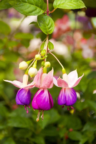 Fuchsia Multi Barevný Květ Guatemale Barevný Organický Květ Tropické Oblasti — Stock fotografie