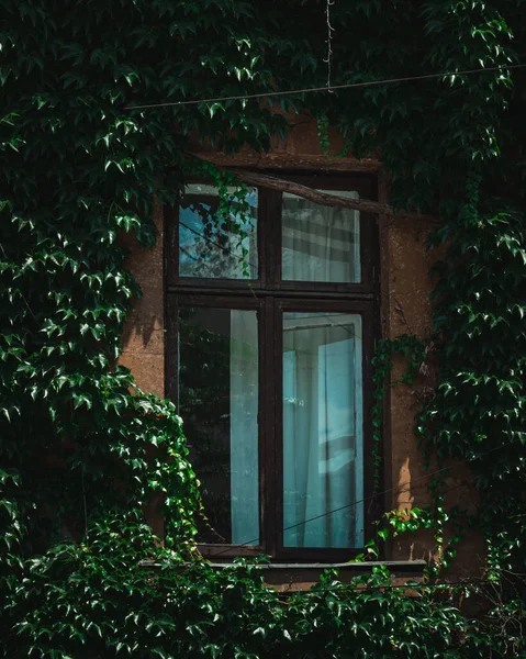 Plan Vertical Une Fenêtre Entourée Plantes Grimpantes Sur Bâtiment — Photo