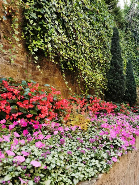 Nahaufnahme Eines Gartens Voller Bunter Blumen Santiago Compostela Spanien — Stockfoto