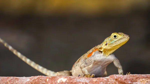 Detailní Záběr Zeleného Žlutého Hmyzu — Stock fotografie