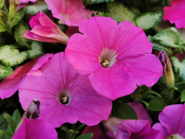 스페인 산티아고 콤포스텔라에 분홍색 정원의 — 스톡 사진