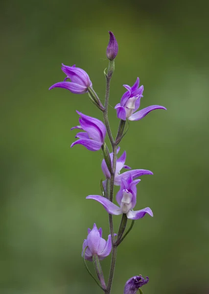 Egy Függőleges Közelkép Egy Virágzó Dongó Dongó Orchidea Virágról — Stock Fotó