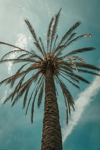 Låg Vinkel Vertikal Skott Palm Vacker Bakgrund Blå Molnig Himmel — Stockfoto