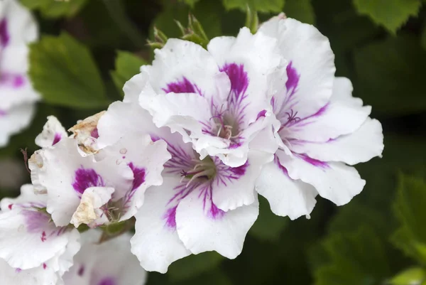 Ramo Flor Primavera Com Flores Rosa Cranesbill Pelargonium Hortorum Também — Fotografia de Stock