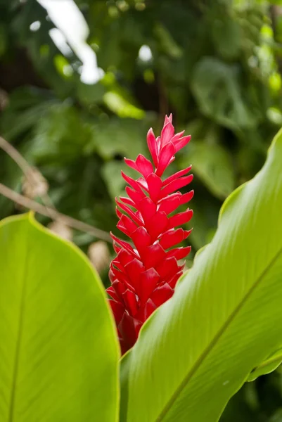 Tropické Rostliny Terase Red Ginger Alpinia Purpurata Střední Amerika — Stock fotografie