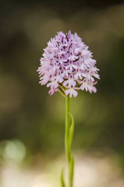 Vertikální Detailní Záběr Kvetoucí Pyramidální Orchideje Květiny — Stock fotografie